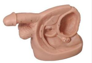 Xy-D5 Male Internal &External Genital Organ Model